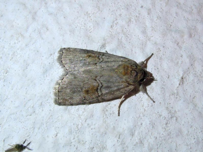 Nycteola asiatica (Nolidae)